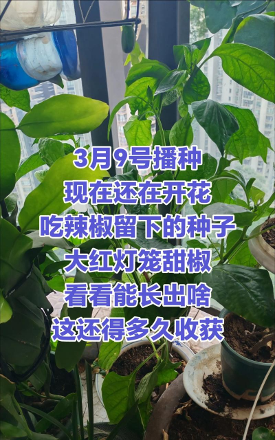 甜椒种植多久成熟