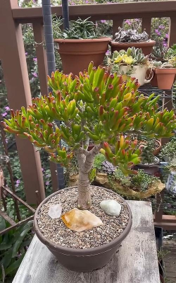 小众送妈妈的花有哪些花