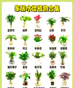 什么植物喜欢多水