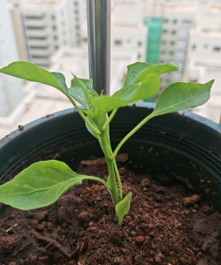 甜椒苗期多少天