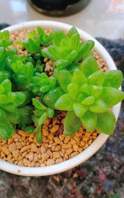 小众送妈妈的花有哪些花