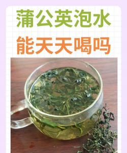 蒲公英茶可以天天喝吗 蒲公英茶可以天天喝吗