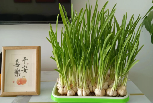 冬天能浇蒜苗吗