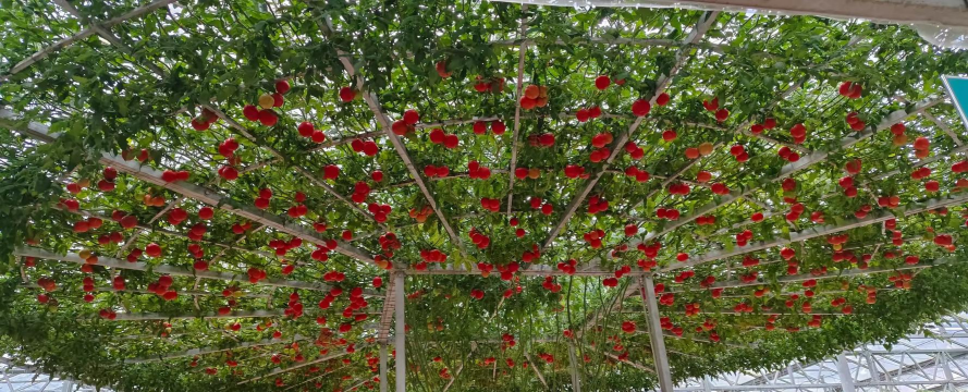 小众送妈妈的花有哪些花