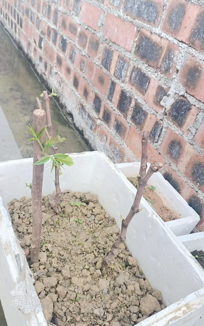 小众送妈妈的花有哪些花
