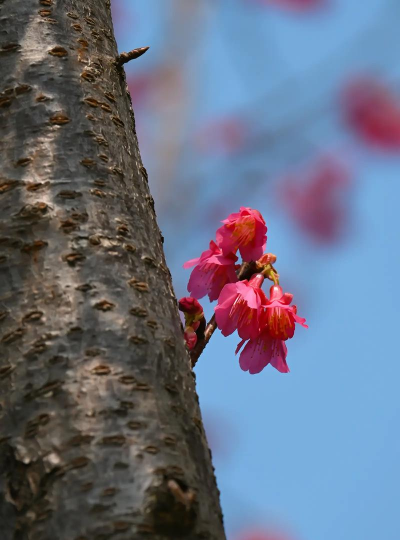 像樱桃是什么花