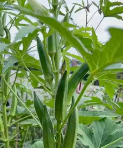 小众送妈妈的花有哪些花