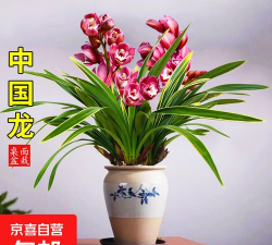 小众送妈妈的花有哪些花