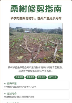 桑树的修剪方法和用途