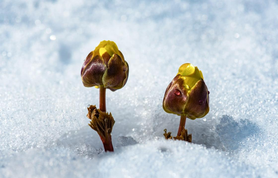 小众送妈妈的花有哪些花