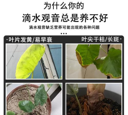小众送妈妈的花有哪些花