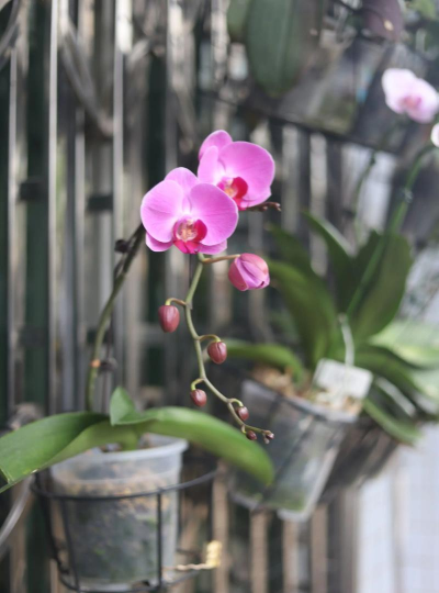 小众送妈妈的花有哪些花