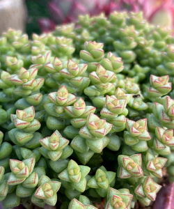 小众送妈妈的花有哪些花