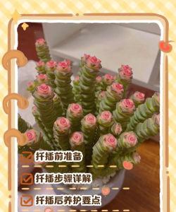 小众送妈妈的花有哪些花