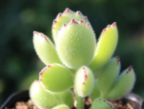 小众送妈妈的花有哪些花