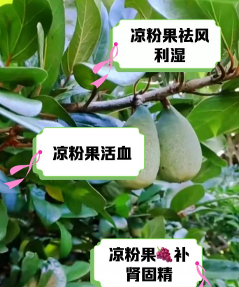 小众送妈妈的花有哪些花