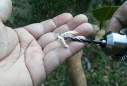 小众送妈妈的花有哪些花