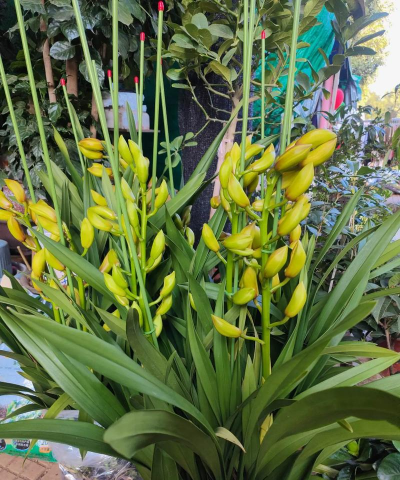 小众送妈妈的花有哪些花