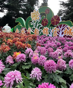 小众送妈妈的花有哪些花