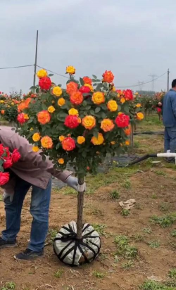 小众送妈妈的花有哪些花