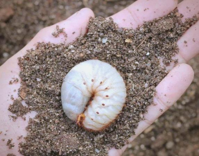 小众送妈妈的花有哪些花