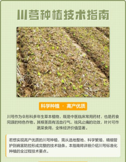 川芎种植种子怎么种植