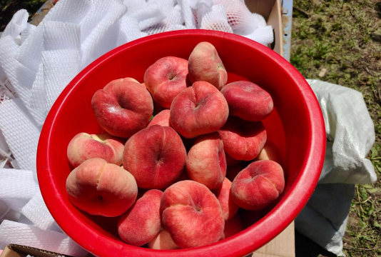 平谷大桃采摘时间