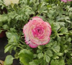 小众送妈妈的花有哪些花