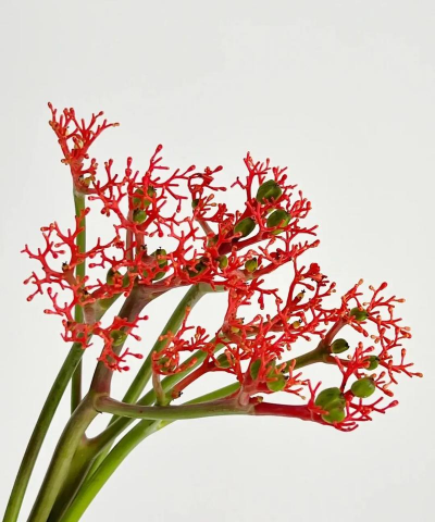 叫什么珊瑚的花