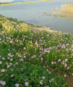 小众送妈妈的花有哪些花