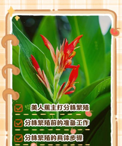 小众送妈妈的花有哪些花