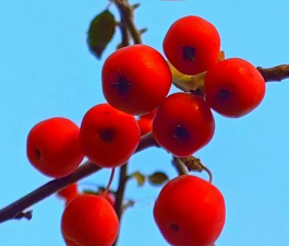 北美海棠果实能吃吗