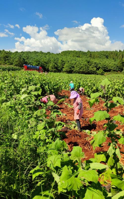 小众送妈妈的花有哪些花