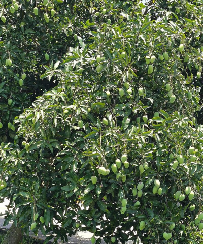 芒果什么季节成熟