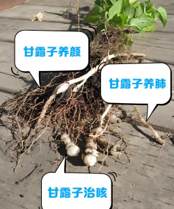 小众送妈妈的花有哪些花