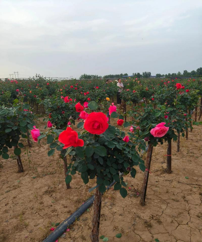 小众送妈妈的花有哪些花