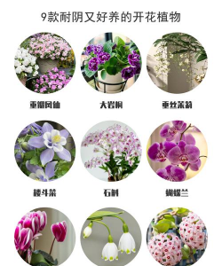 小众送妈妈的花有哪些花