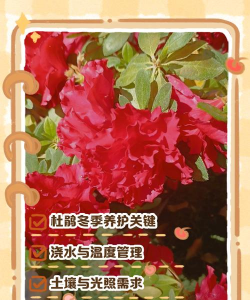 杜鹃花冬季怎么修剪 杜鹃花冬季怎么修剪