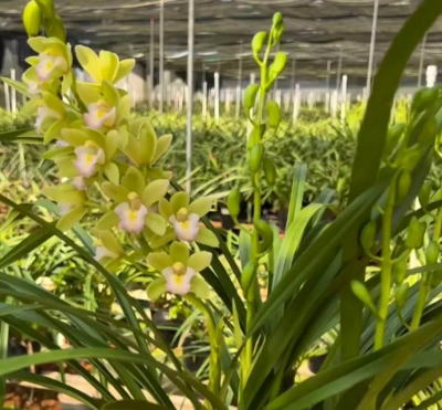 小众送妈妈的花有哪些花