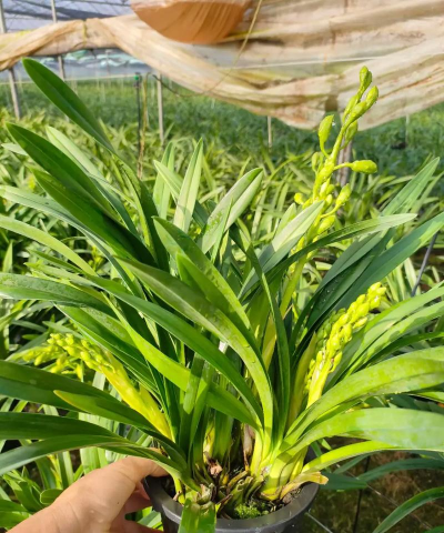 小众送妈妈的花有哪些花