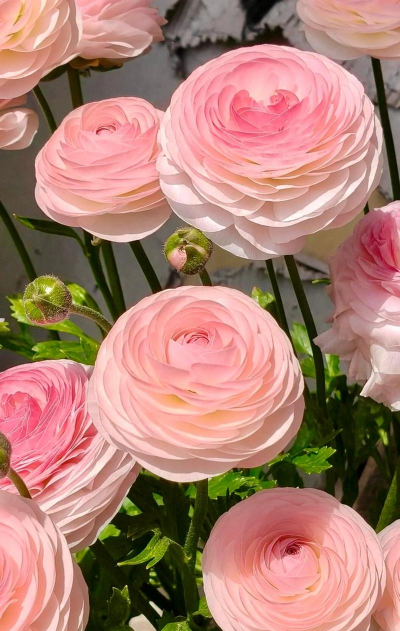 小众送妈妈的花有哪些花