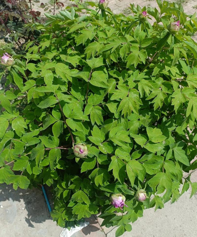 小众送妈妈的花有哪些花