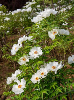 小众送妈妈的花有哪些花