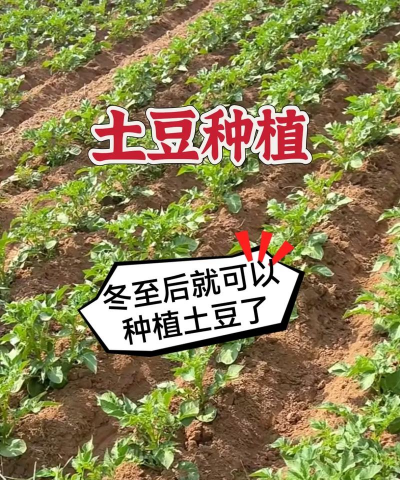冬季种植土豆怎么种植