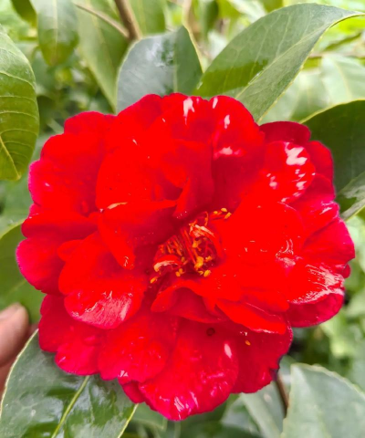 小众送妈妈的花有哪些花