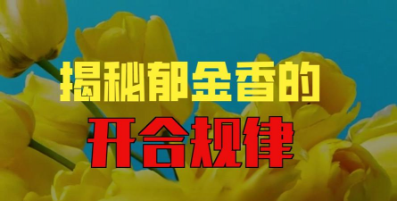 小众送妈妈的花有哪些花