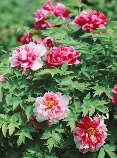 小众送妈妈的花有哪些花