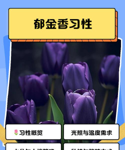 小众送妈妈的花有哪些花