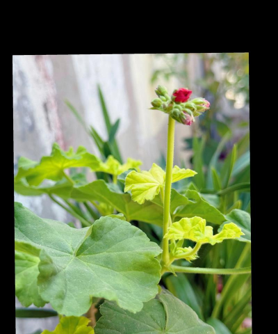 小众送妈妈的花有哪些花