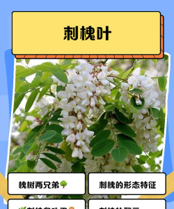 刺槐怎么养